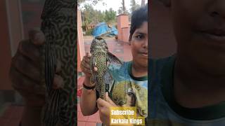 Worlds big 7 year pleco aquarium fish growth in India 🐠 Tank cleaner fish fish aquarium shorts [upl. by Leryt325]