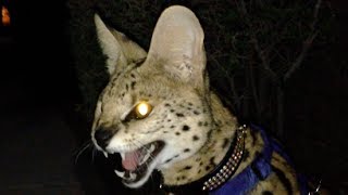 Scary Serval Hissing [upl. by Eillod]