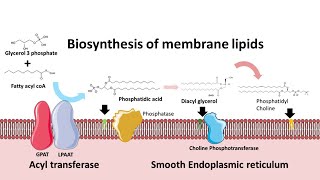 Biosynthesis of membrane phospholipids [upl. by Arrim]