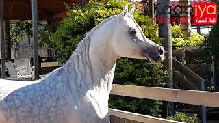 Fuerte  ShanghaiEA x Frymuszka by Ekstern to Bask and to GazalAlShaqab arabianhorse [upl. by Bates961]