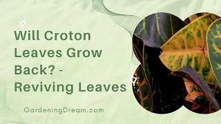 Will Croton Leaves Grow Back  Reviving Leaves [upl. by Cimah]