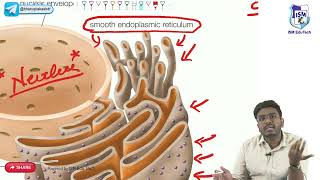 Cell physiology Structure and Function  General physiology [upl. by Eveineg957]