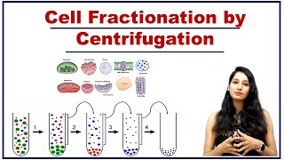 Cell Fractionation by Centrifugation I Differential Centrifugation I Techniques I Cell Biology [upl. by Bijan]