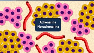 Istologia 14  Endocrino  Reni e surreni [upl. by Justin]