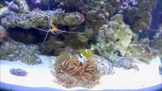 Clownfish Feeding Anemone [upl. by Coralyn]