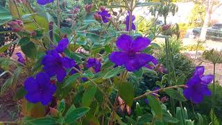 Tibouchina urvilleana princess flower [upl. by Ruon]