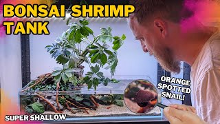 Waters edge aquarium for colourful shrimps and snails Low tech super shallow aquascape [upl. by Aloeda]