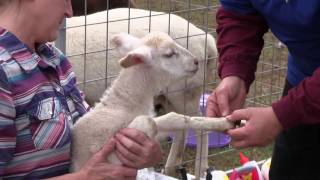 Caring for LambsSheep Banding Immunizations and Deworming [upl. by Enirahtac310]