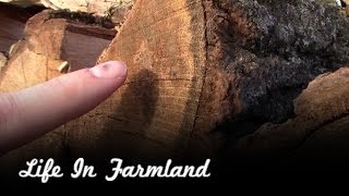 How To Identify Oak Firewood [upl. by Bottali]