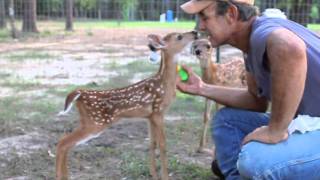 bottle feeding baby deer [upl. by Krucik133]