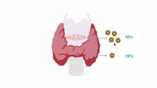 Understanding thryroid hormone production [upl. by Derwood]