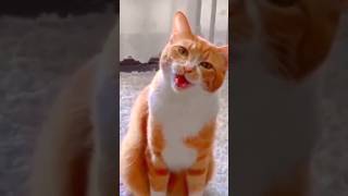 Kucing Bapake Hahengfeedshorts shorts comedy [upl. by Anoniw]