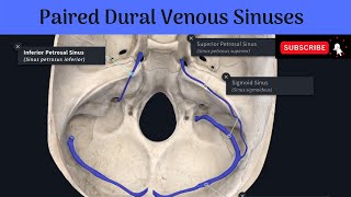 Paired Dural Venous Sinuses  Transverse  Sigmoid  Superior Petrosal  Inferior Petrosal  Others [upl. by Ebneter]