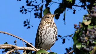 Tordo bottaccio  Song thrush Turdus philomelos [upl. by Aniakudo]