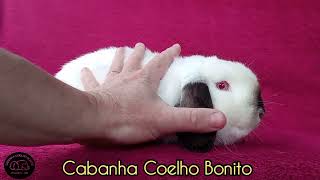 parece HOLLAND LOP Mini Lop muito pequeno [upl. by Wiburg]