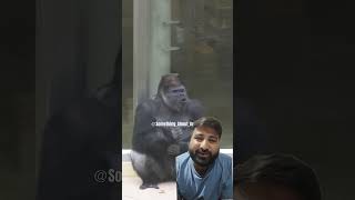 gorilla ki girlfriend bhag ayi animals zooshortsvideo ゴリラ [upl. by Jessy]