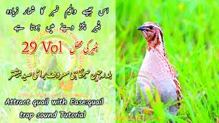 Attract quail with Ease Quail trap sound Tutorial  batair ki awaz shuba k lia [upl. by Jemima]