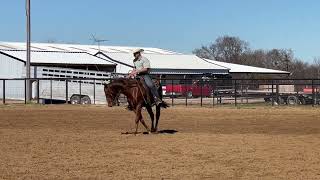 2 yr old Eddie Stinson filly selling at Billings Livestock sale Feb 24th [upl. by Yde]