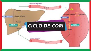 Ciclo de Cori ciclo del ácido láctico o lactado  Metabolismo [upl. by Kelwunn]