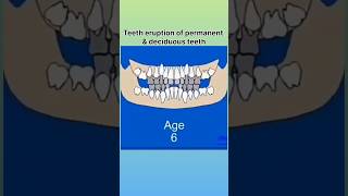 Teeth Eruption Of Permanent amp Deciduous Teeth🤩🦷✨ shorts youtubeshorts [upl. by Tamaru]