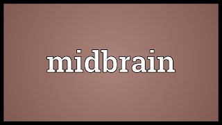 Midbrain Meaning [upl. by Terza]