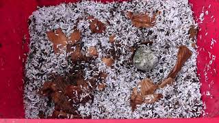 Worm Wednesday Feeding Virginia worm bin update gardeningwithbarchuckin vermicomposting [upl. by Marilin]