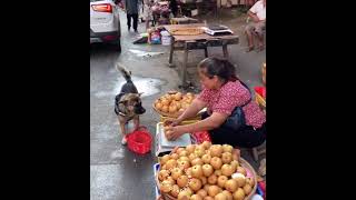 Amazing dog going shopping at the market [upl. by Theda]