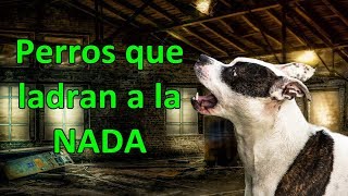 Por qué los perros ladran a la nada [upl. by Yerok772]