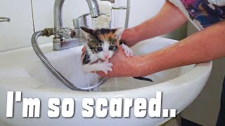 I Used a Translator On a Talkative Kitten First bath for street kitten [upl. by Beitch461]