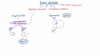 Influenza Drift and Shift  Negative RNA and the Segmented Genome [upl. by Cresida]