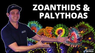 Top Shelf Aquatics Coral Care Series  Zoanthids and Palythoas [upl. by Eyssej949]