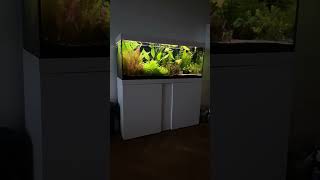 Eheim Vivaline 240 l  aquascape aquarium fishtank [upl. by Sucul798]