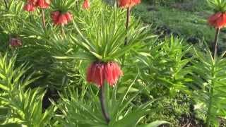 Магия цветов Фритиллярия  Рябчик императорский Fritillaria imperialis [upl. by Eixid]