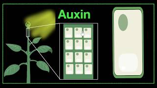 Major plant hormones amp how to remember  Control amp Coordination  Biology  Khan Academy [upl. by Inattyrb]