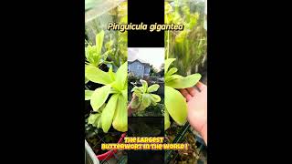 Pinguicula gigantea the biggest butterwort in the world plants garden terrarium biology nature [upl. by Syla]