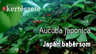 Aucuba japonica  Japán babérsom [upl. by Lanny]