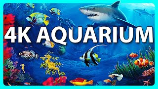 The Best 4K Aquarium for Relaxation 🐠 Relaxing Oceanscapes  Sleep Meditation 4K UHD Screensaver [upl. by Aneema768]