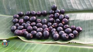 Jamun Fruit for Health  Malabar Plum fruit  Jambolan  Syzygium cumini  Machli Wala [upl. by Nancee674]