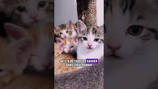 Les Aventures de Callie  Une Chatte et Ses Chatons chat aventure animaux shorts [upl. by Hermosa]