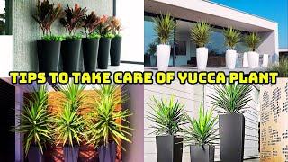 How To Take Care Of Your Yucca Plant Yucca Plant Care Tips [upl. by Erline]