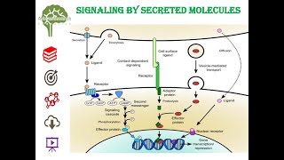 Signaling by Secreted Molecules neet net education cell cellbiology youtube youtubeshorts [upl. by Zennas]