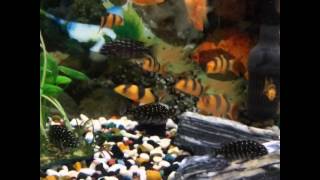 Tropheus Duboisi African Cichlid For Sale [upl. by Yahiya706]