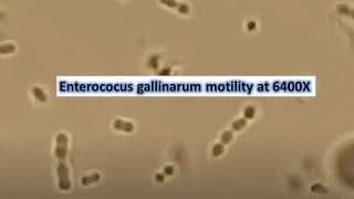 Enterococus gallinarum motility at 6400X [upl. by Gamali706]