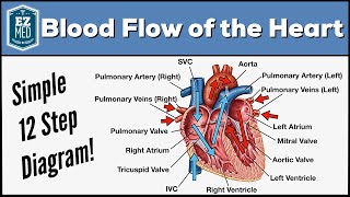 Blood Flow Through the Heart Made Easy  Cardiac Circulation Animation [upl. by Loftis]