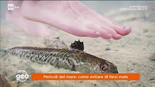 Pericoli del mare come evitare di farsi male  Geo 19062018 [upl. by Squires]