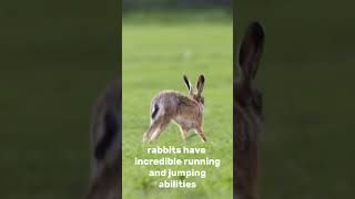 Fact about Rabbits you probably didnt know [upl. by Areyk]