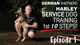 First Ten Steps When Training A Service Dog [upl. by Joey821]