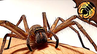 MASSIVE huntsman spiders Unboxing [upl. by Ijic]