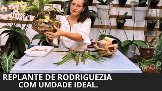 Replante de rodriguezia lanceolata com umidade ideal [upl. by Aztinaj37]