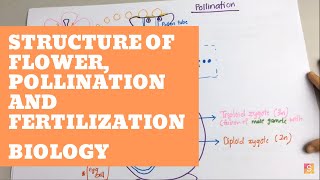 Biology  Structure of Flower Pollination and Fertilization [upl. by Alithia260]